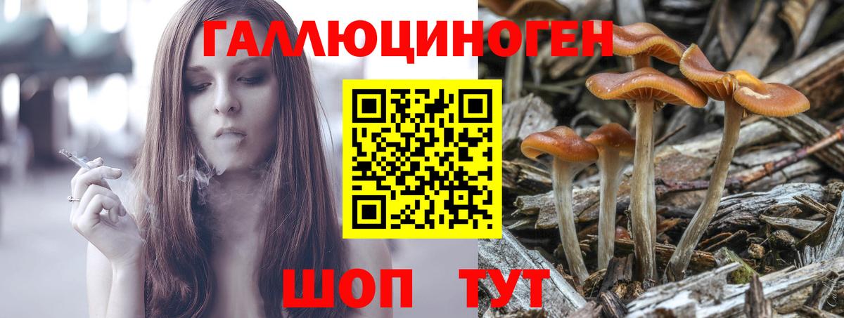 Галлюциногенные грибы Psilocybe Великий Устюг
